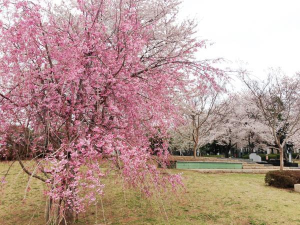 中央公園(つくば市吾妻)つくば市 公園 お花見