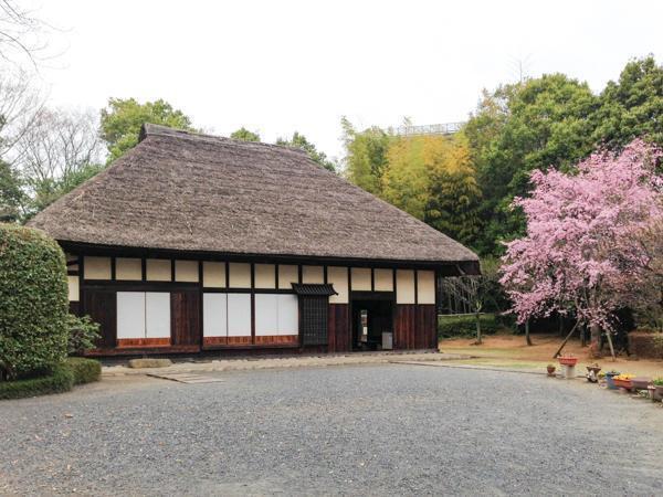 中央公園(つくば市吾妻)つくば市 公園 お花見