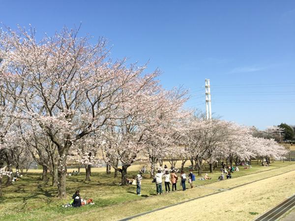 科学万博記念公園(つくば市御幸が丘)つくば市 公園 お花見