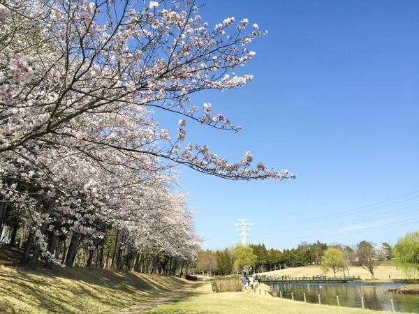 科学万博記念公園(つくば市御幸が丘)つくば市 公園 お花見