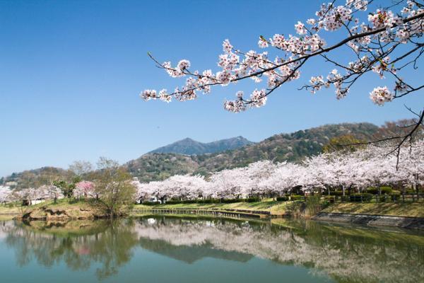 大池公園(つくば市北条)つくば市 公園 お花見