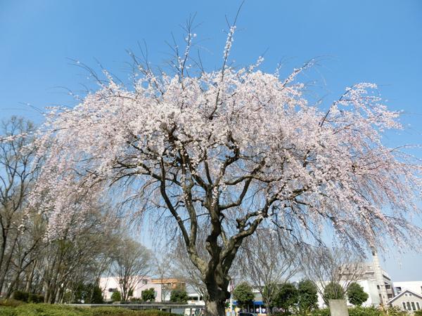 松見公園(つくば市天久保)つくば市 公園 お花見