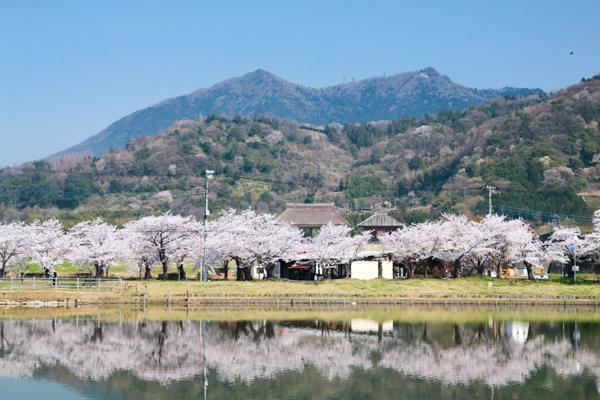 大池公園(つくば市北条)つくば市 公園 お花見