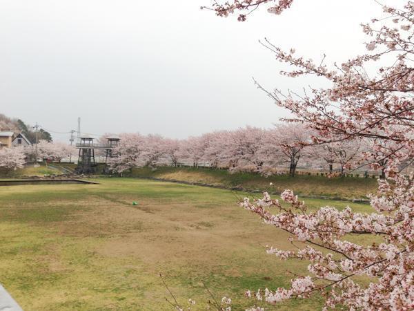 反町の森公園(つくば市桜)つくば市 公園 お花見