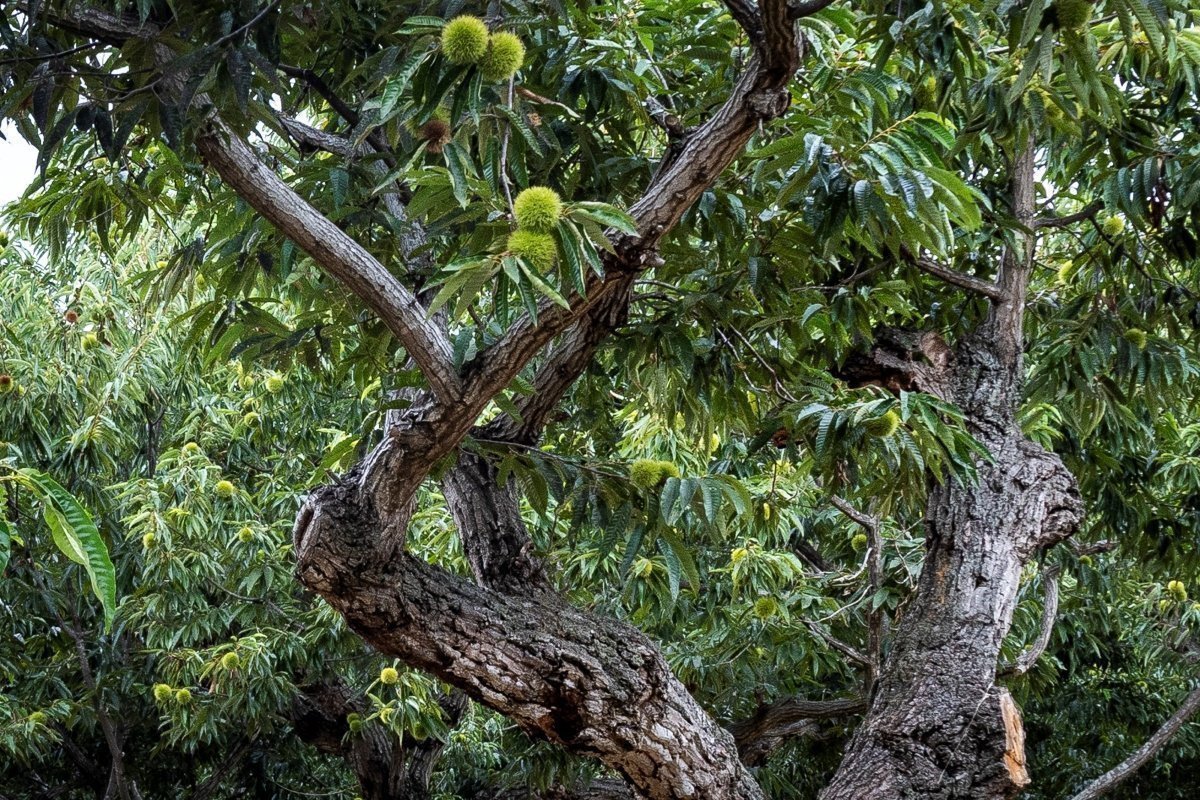 飯沼栗の木｜下飯沼栗生産販売組合（茨城町）