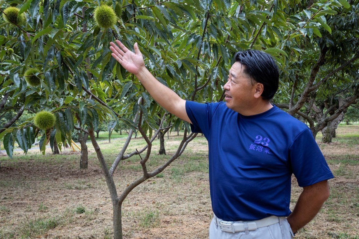 木の説明をする東ヶ﨑竜男さん｜下飯沼栗生産販売組合（茨城町）