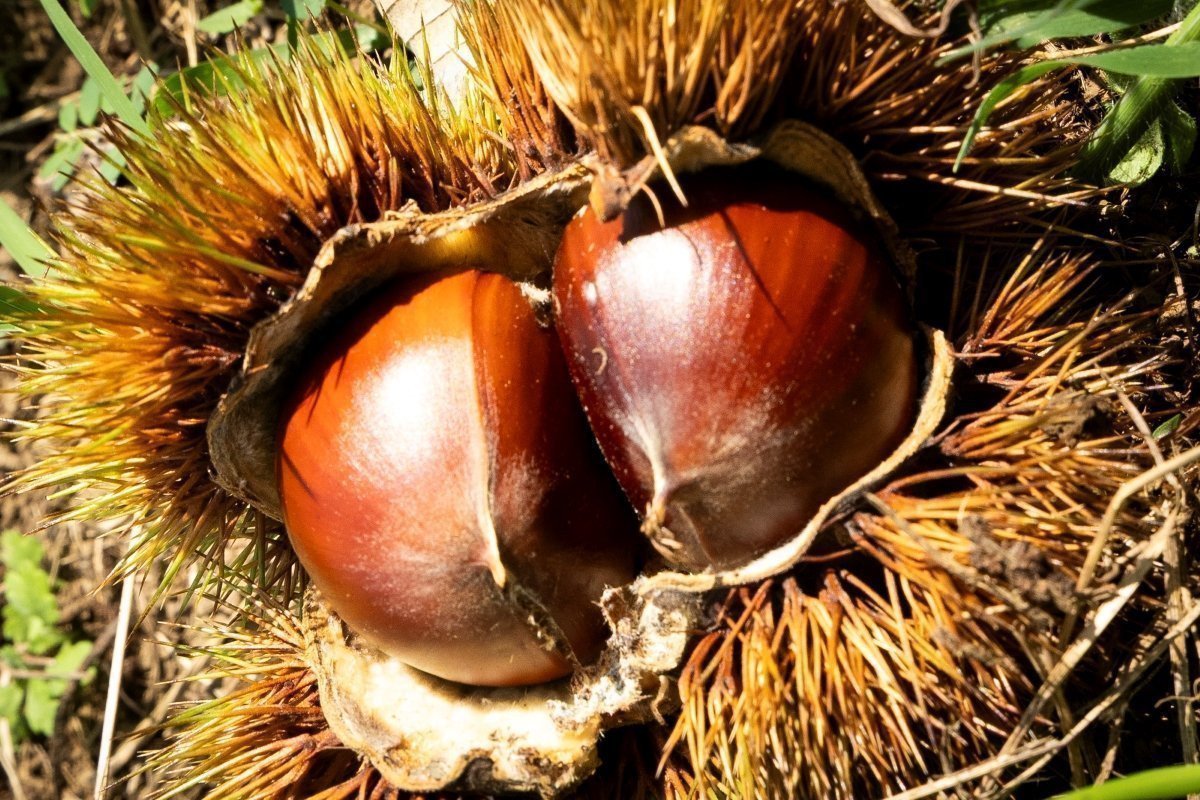 笠間栗｜いわまの栗や 小田喜商店（笠間市）