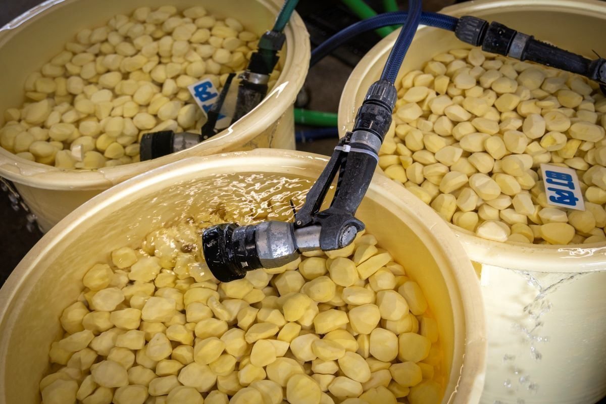 笠間栗の保管されている様子｜いわまの栗や 小田喜商店（笠間市）