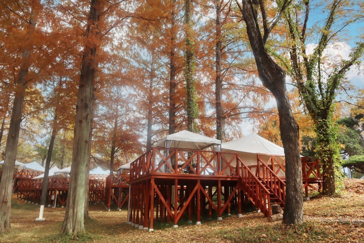 林音のメタセコイアテラス　紅葉