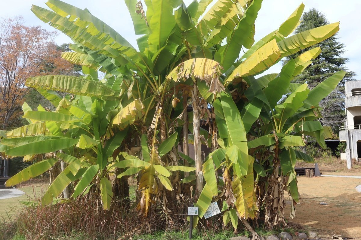 バショウ（ジャパニーズバナナ）