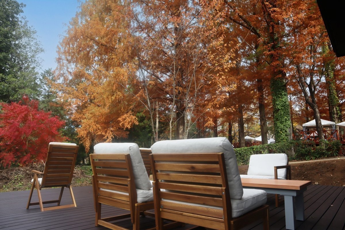 テラスの目の前に広がるメタセコイア並木