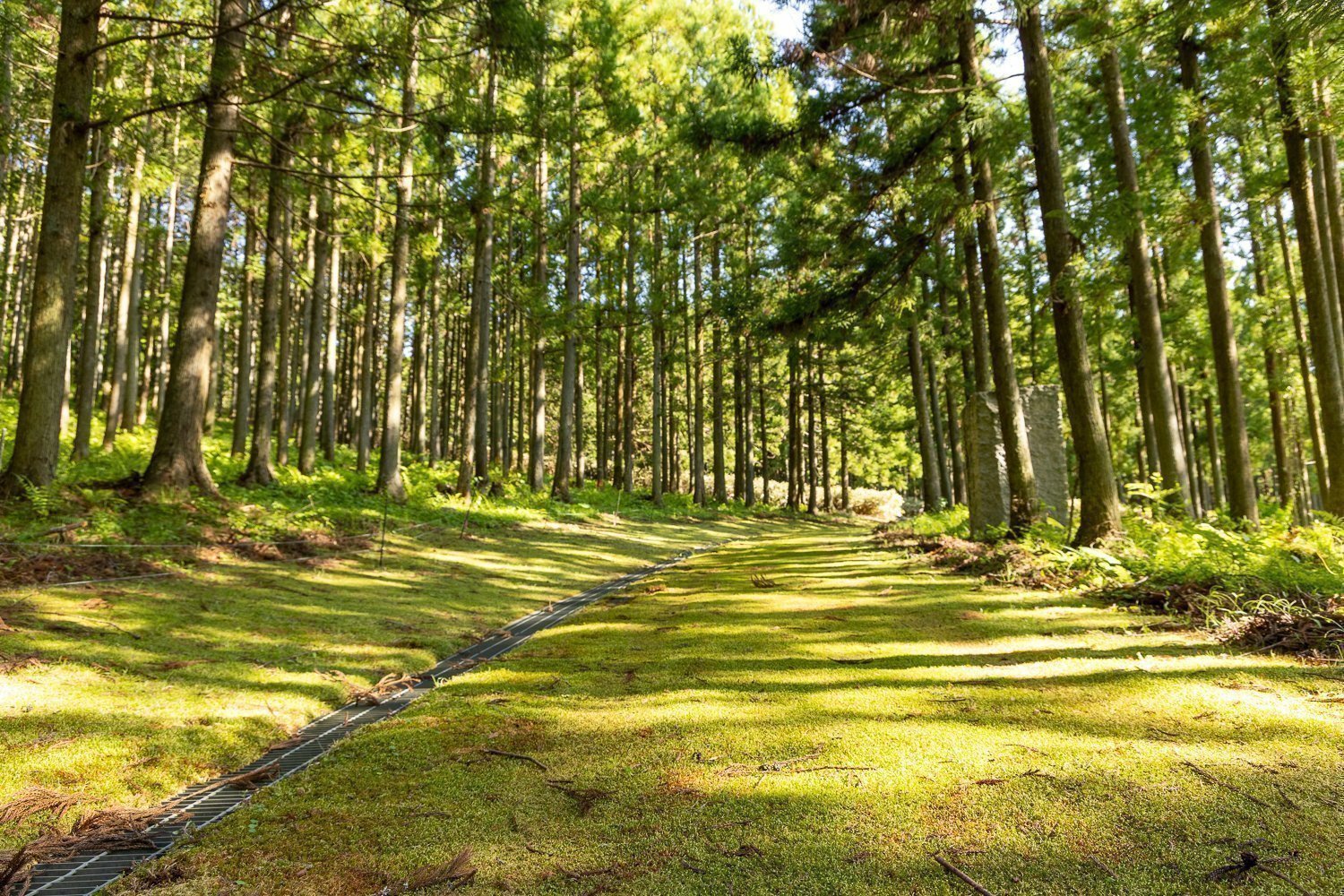 奥久慈憩いの森の苔の道
