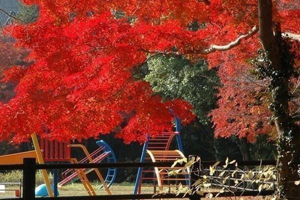 茨城で秋の紅葉狩りを楽しもう♪おすすめ紅葉スポット2025 佐白山