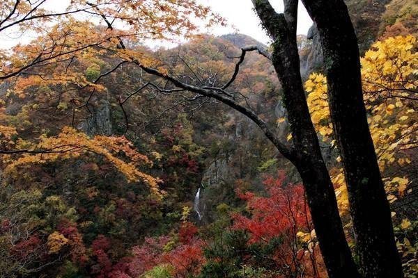 茨城で秋の紅葉狩りを楽しもう♪おすすめ紅葉スポット2025 龍岩