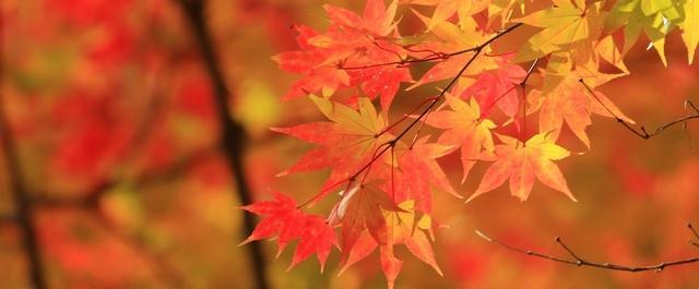 茨城で秋の紅葉狩りを楽しもう♪おすすめ紅葉スポット2024