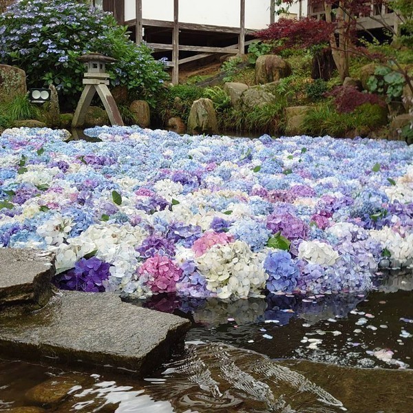 雨引観音 あじさい祭