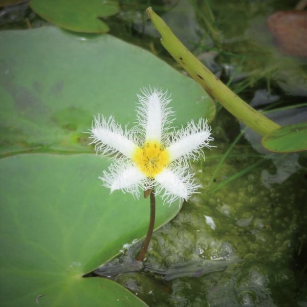 水辺のビオトープを作ってみませんか
古河公方公園 水辺のビオトーププロジェクト