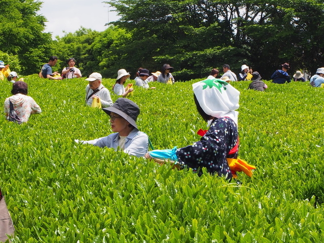 古河公方公園で茶摘みを体験してみませんか
第24回 ふるさと古河新茶まつり