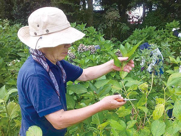 アジサイのお手入れのお手伝いをしてみませんか
アジサイの剪定作業