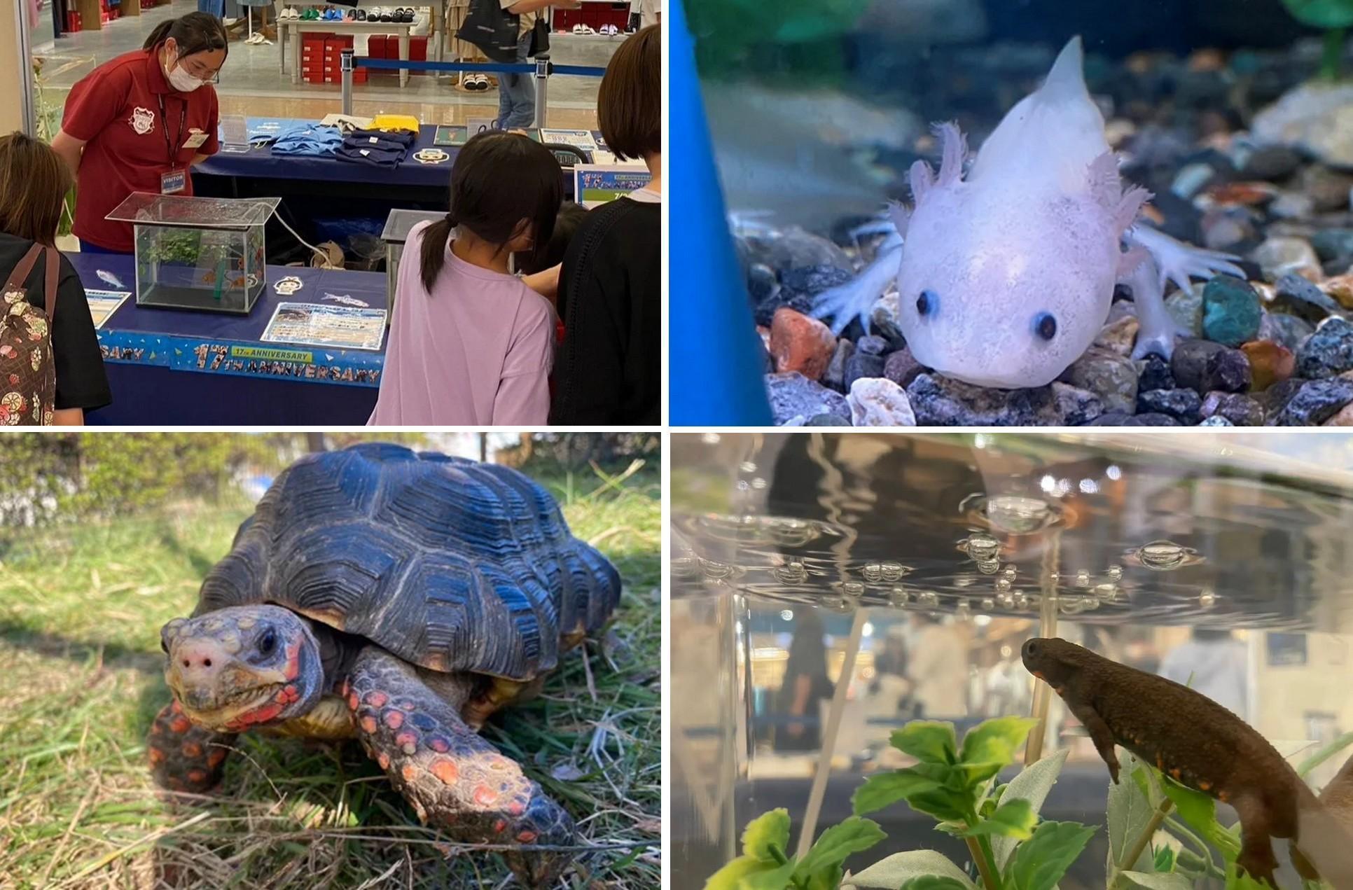 【あみプレミアム・アウトレット】
かすみがうら市水族館コラボイベント
「水の生き物クイズラリー」「移動水族館」