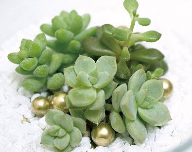 たかはら自然塾
多肉植物の寄せ植え体験