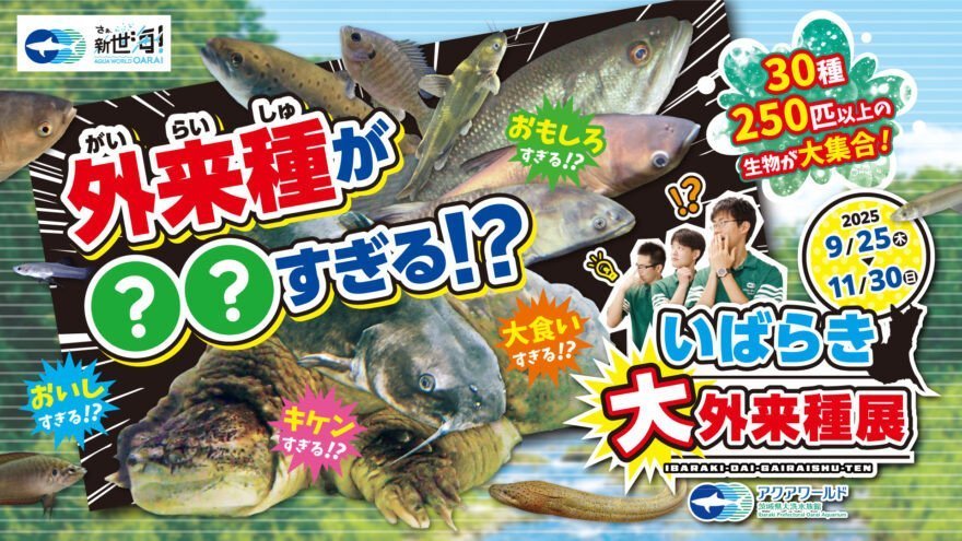 【アクアワールド・大洗】
外来種が○○(まるまる)すぎる！？いばらき大外来種展