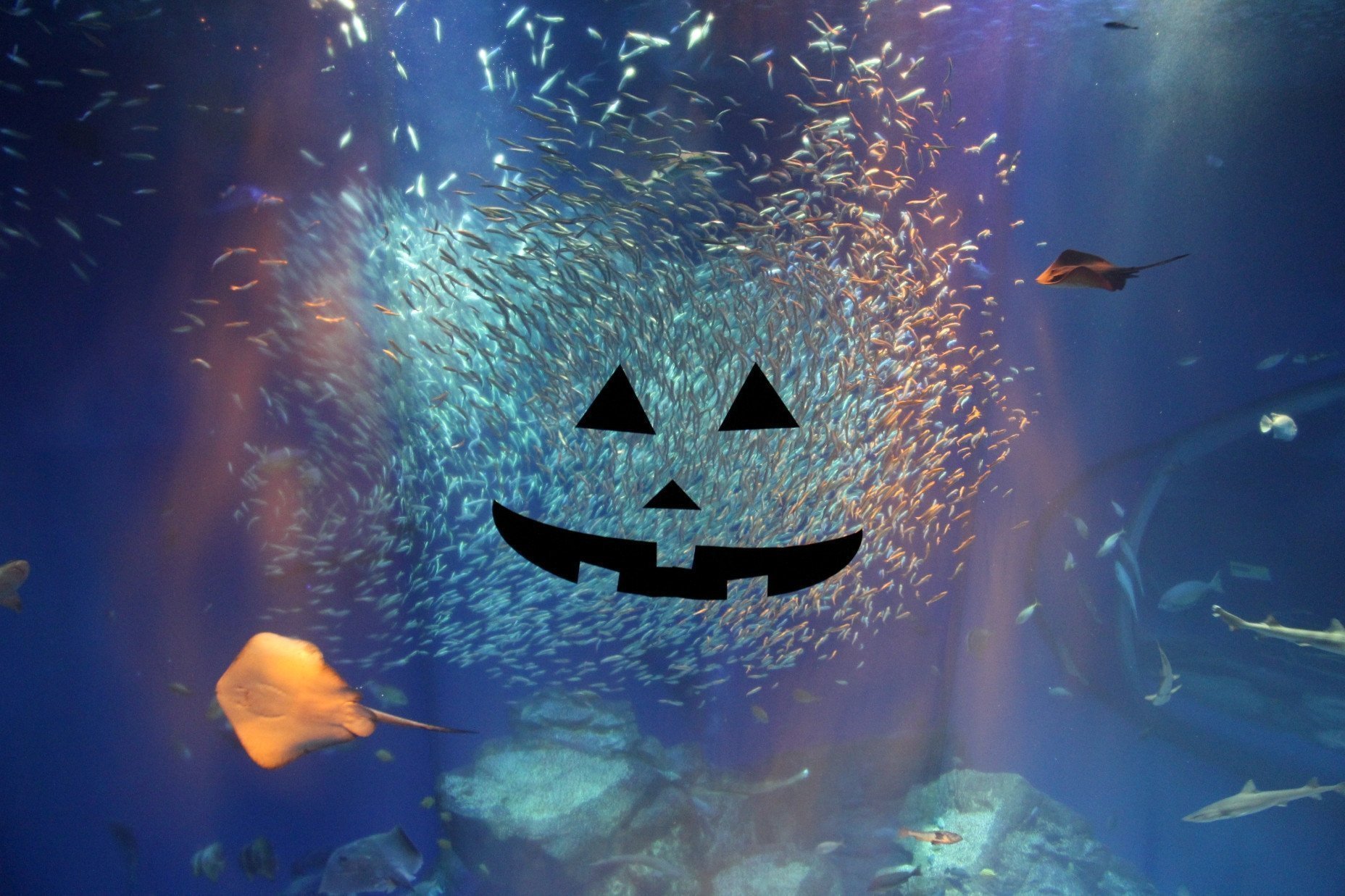 【アクアワールド・大洗】
特別ナイトイベント「ハロウィンナイト」