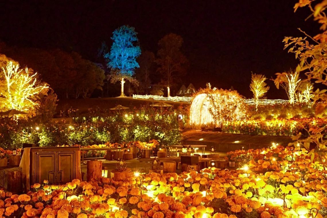 Moonlight Rose Garden 2025