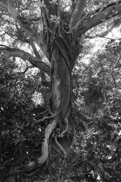 とみおかゆたか写真展「木と石と」