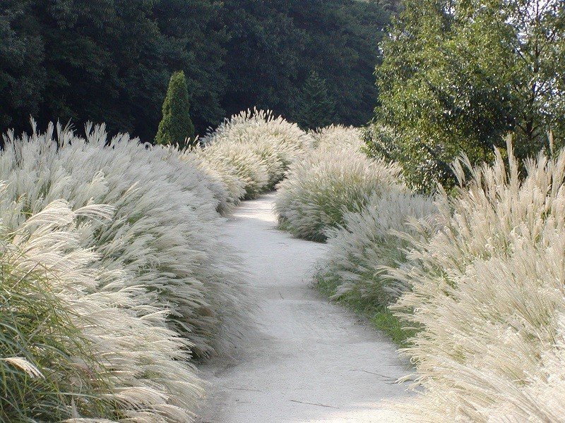 古河公方公園
ススキの株分け作業