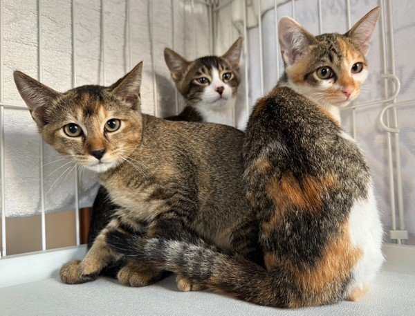 保護犬と保護猫の譲渡会
わんにゃんふれあい祭り