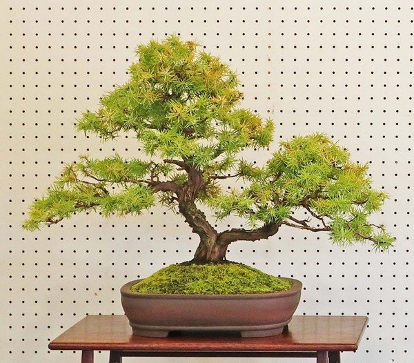 友遊盆栽クラブ
第39回 春季盆栽展