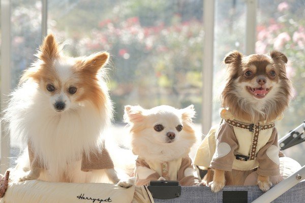 愛犬と自然を楽しむ
ペットフレンドリーデイズ