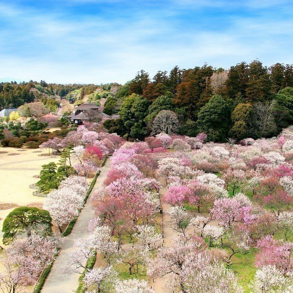第130回記念 水戸の梅まつり