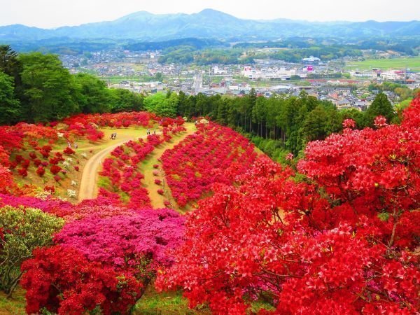 山一面が真っ赤に染まる絶景と山頂からの眺望！
第55回 笠間つつじまつり