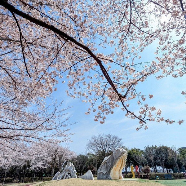 結城で桜を楽しもう！
MUSUBIマルシェ