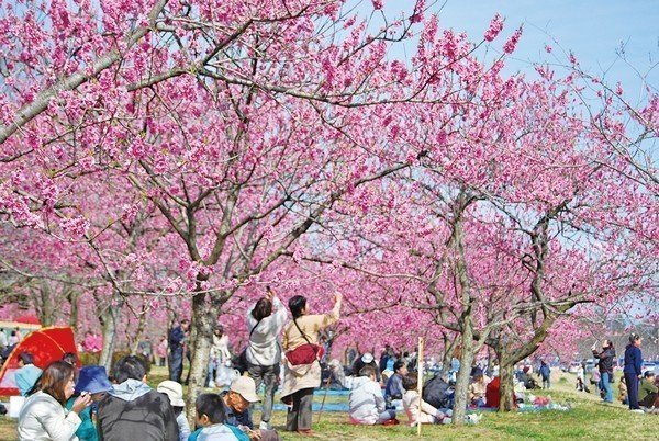 第50回 古河桃まつり