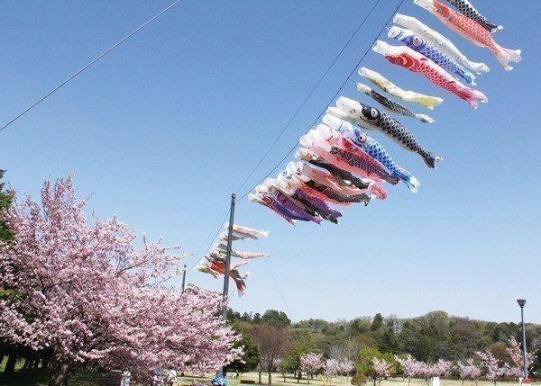 小山総合公園
鯉のぼり群雄