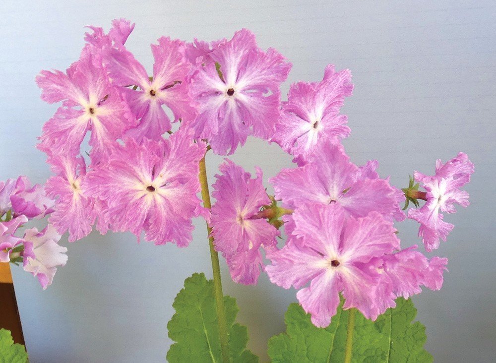 コレクション特別公開
さくらそう品種展