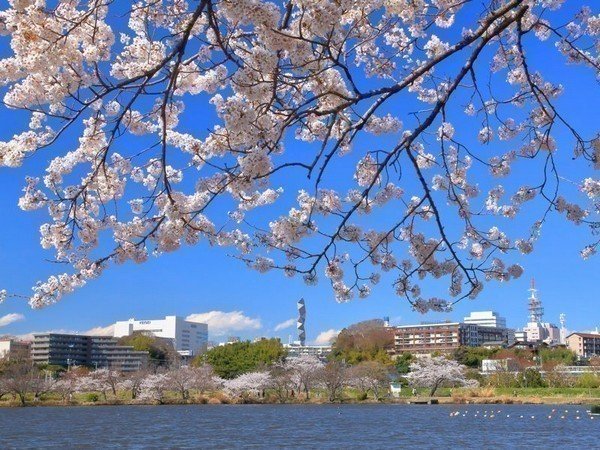 第42回水戸の桜まつり