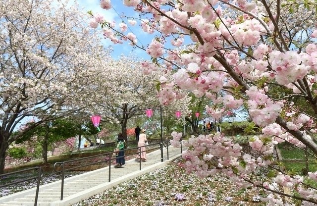 【静峰ふるさと公園】八重桜まつり