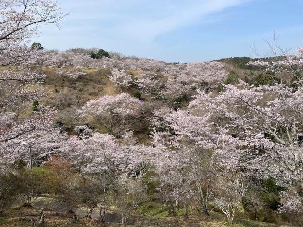 ひたちおおたさくらまつり