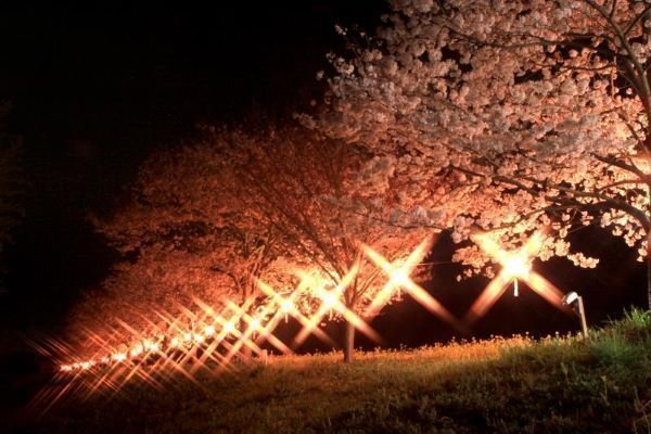 ひたち大宮辰ノ口さくら祭り/DRAGON BAMBOO2026