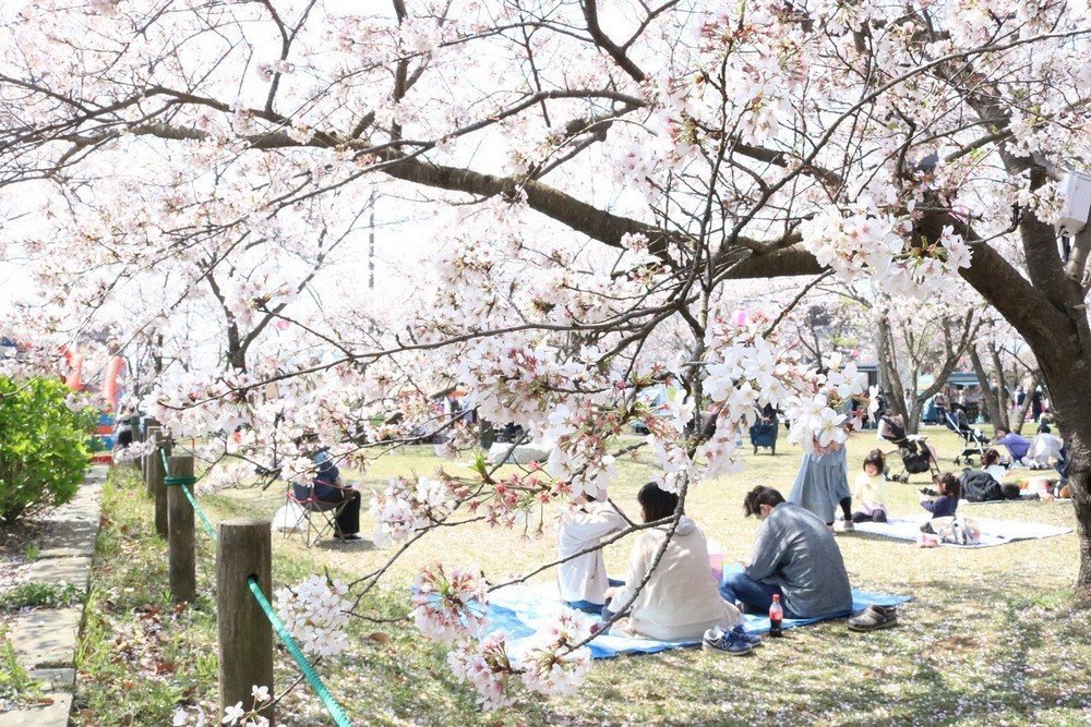 神之池緑地
第35回 かみす桜まつり
