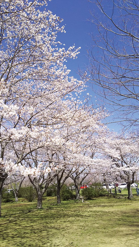 城山公園上部駐車場開放
かしま桜デイ