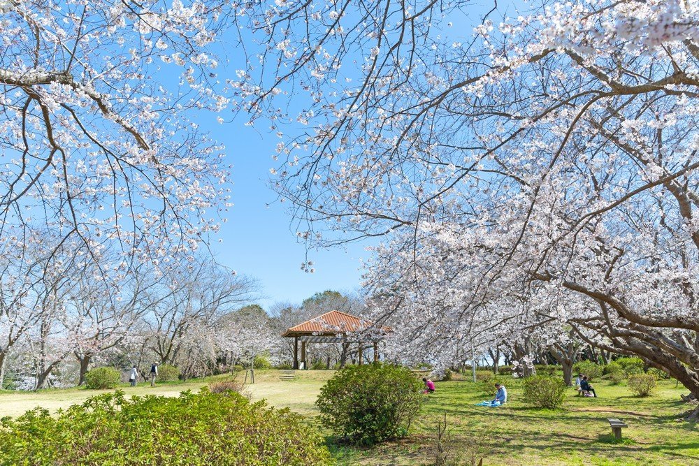 約250本の桜が咲き誇る
水郷潮来 桜まつり