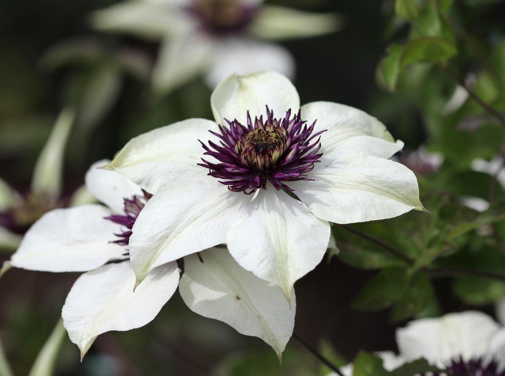 コレクション特別公開
クレマチス園公開