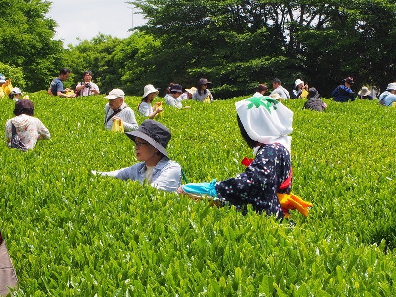古河公方公園で茶摘みを体験してみませんか
第25回 ふるさと古河新茶まつり