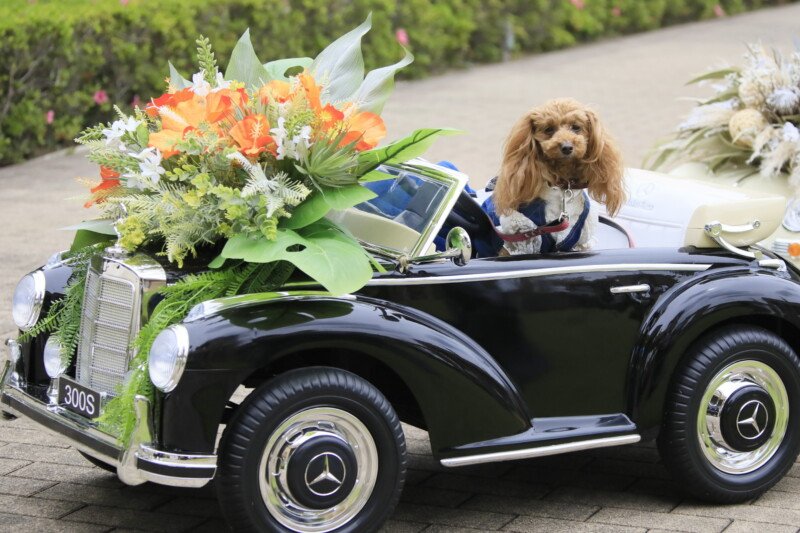 母の日！愛犬と過ごす最高の休日。
集まれ！きくちゃん家のお庭2026