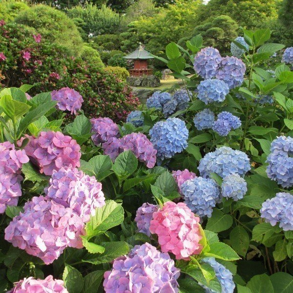 第52回 水戸のあじさいまつり